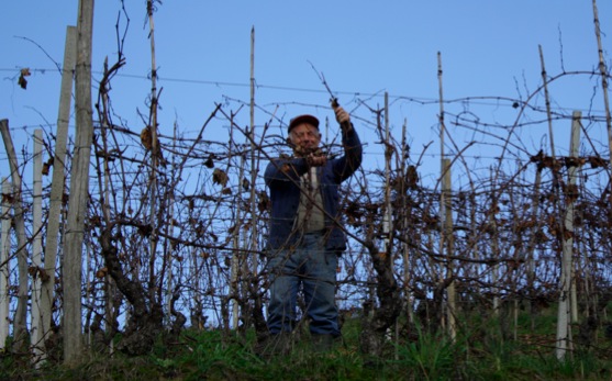 winter_pruning