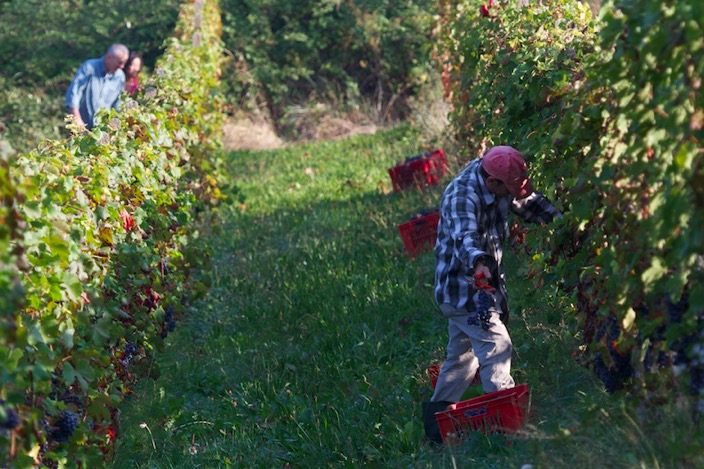 2013 harvest8