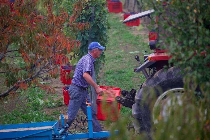 Barolo Harvest5