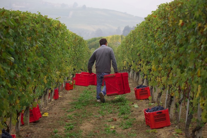 Barolo Harvest6