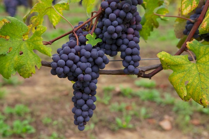 Barolo Harvest8