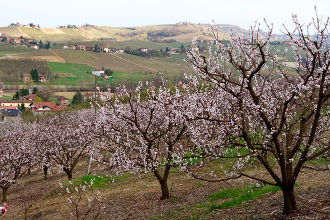 spring flowering