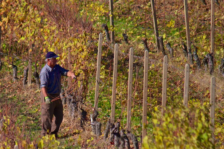 winter pruning 2012