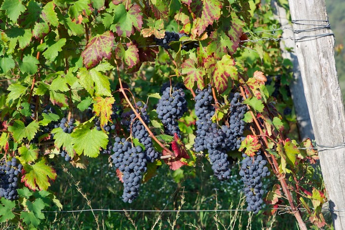 2013 harvest2