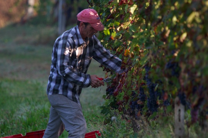 2013 harvest4