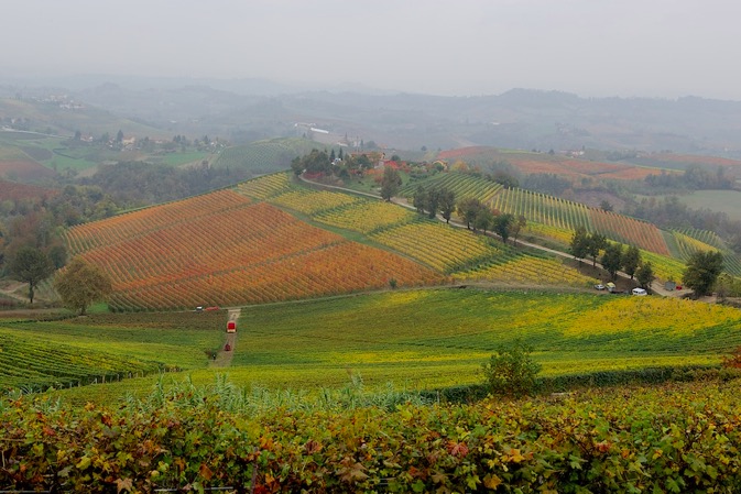 Barolo Harvest1