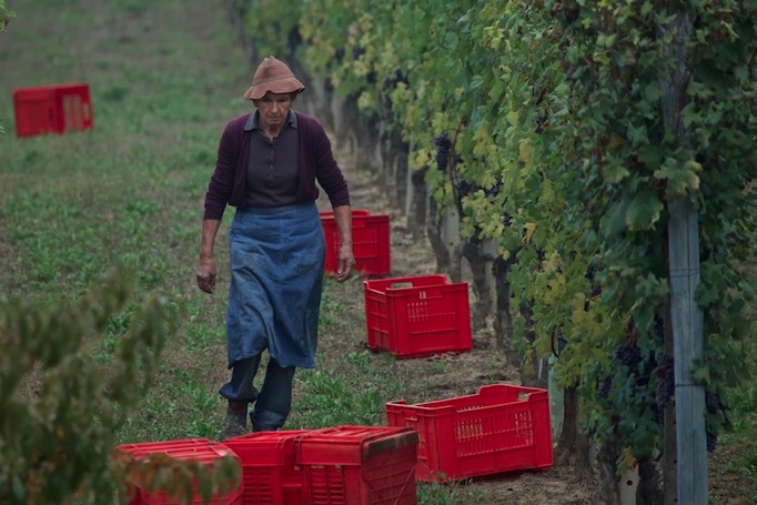 Barolo Harvest4