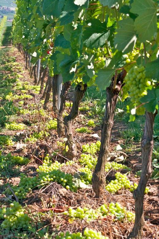 Green Harvest