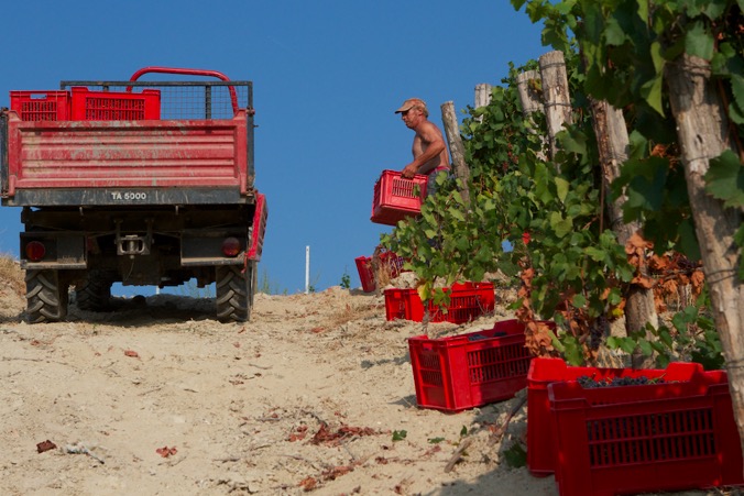 Harvest2012 2012 (1)