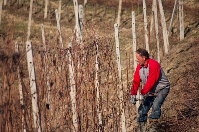 pulling vines 2269