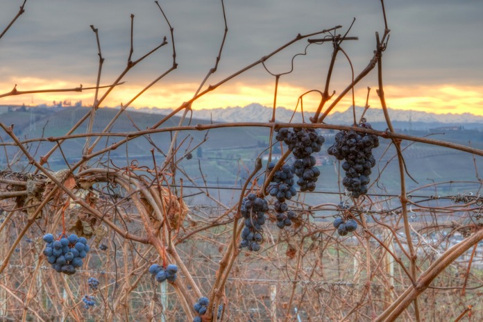 sunset-grapes 2013