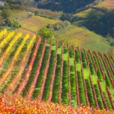 Langhe fall